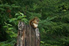 Red Squirel on Stump